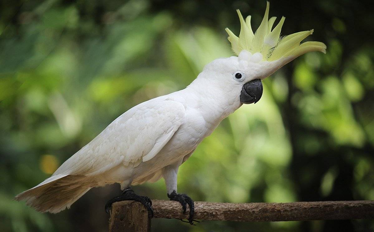 Какаду: кто это такой, фото как выглядит птица с хохолком, где обитает, содержание в домашних условиях