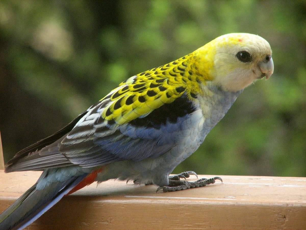 Самые красивые попугаи в мире: топ-10 видов (волнистые, ара, жако и т.д.) с фото и описаниями