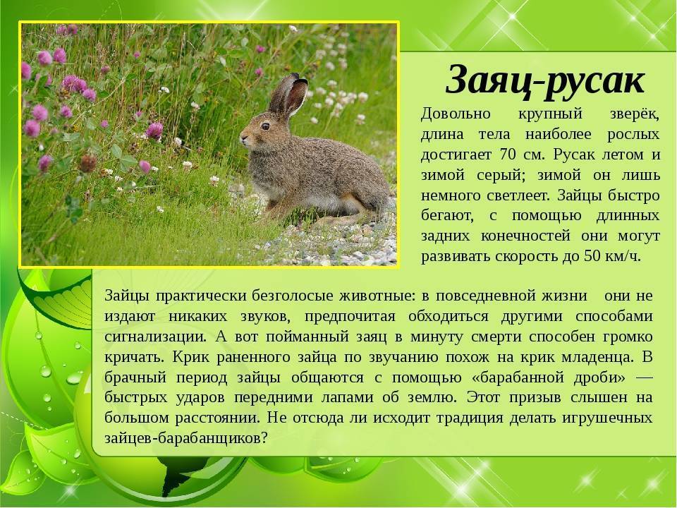 Агути (горбатый заяц): описание, образ жизни в дикой природе. любопытные факты о горбатых зайцах :: syl.ru