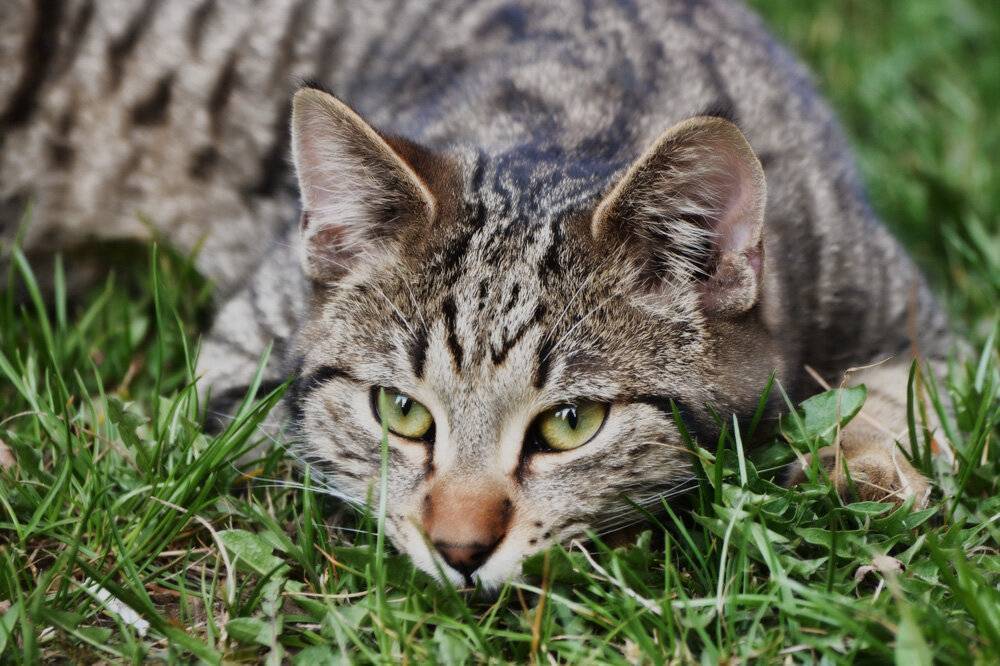 Кельтская кошка - описание породы и фото | кот и кошка