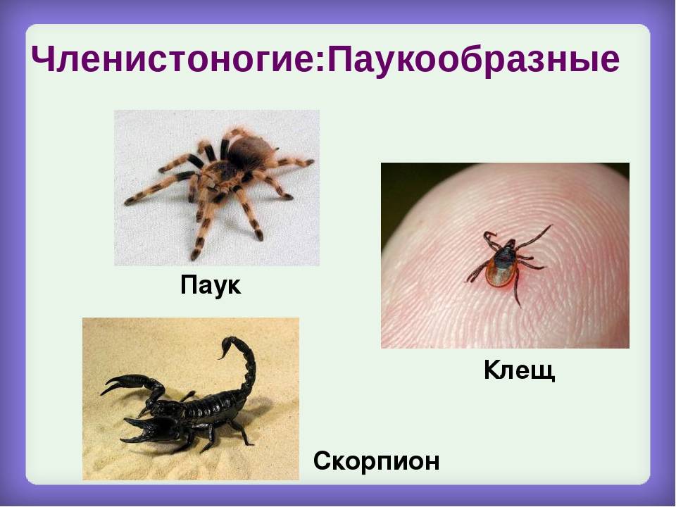 Какие особенности строения клещей и пауков указывают на их сходство: в чем близки членистоногие, и как их отличить друг от друга