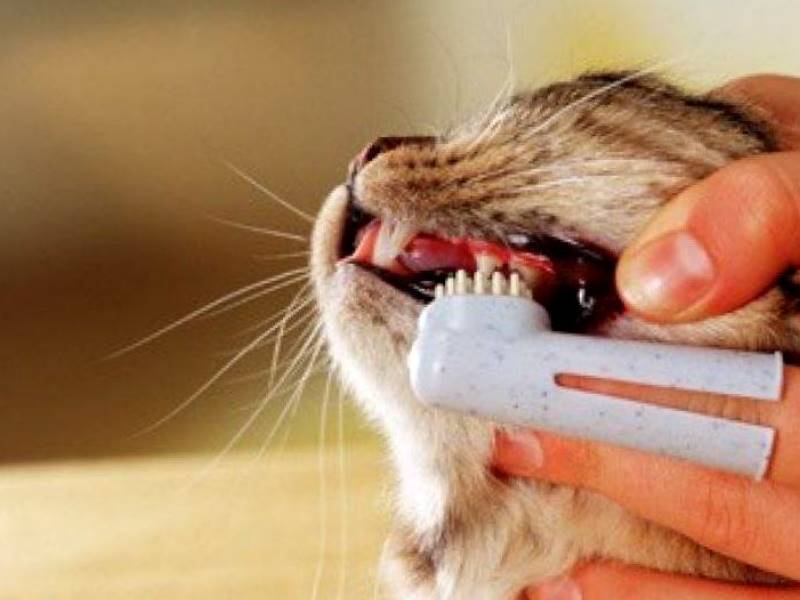 Чистка зубов кошки