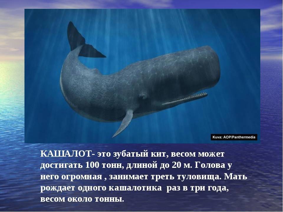 Топ 10: самые большие киты в мире - вес, длина и фото — природа мира