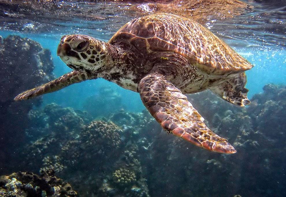 Суповая черепаха, или морская зеленая черепаха | мир животных и растений
