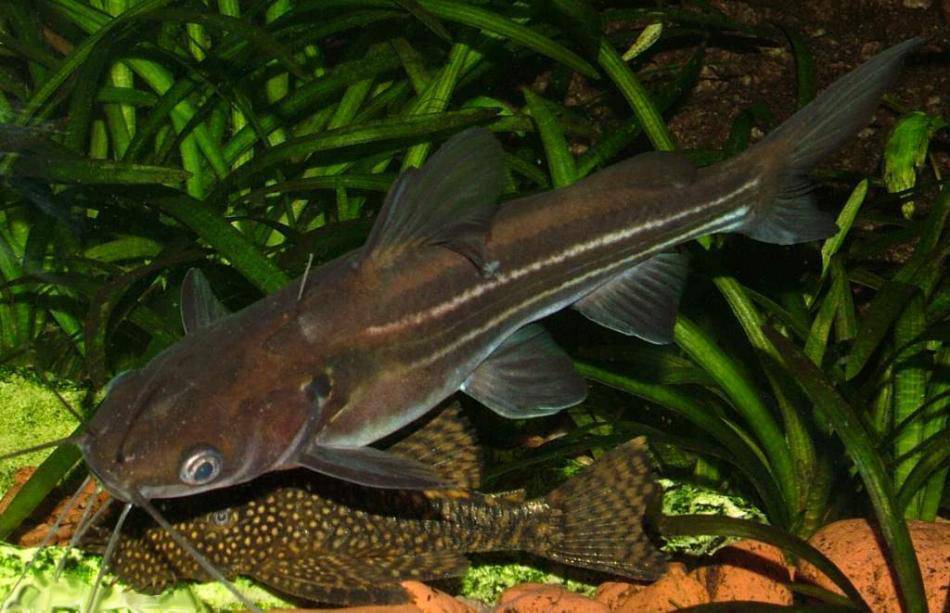 Аквариумные сомики (рыбка в аквариуме): виды (разновидности), названия, содержание, уход, размножение, чем кормить