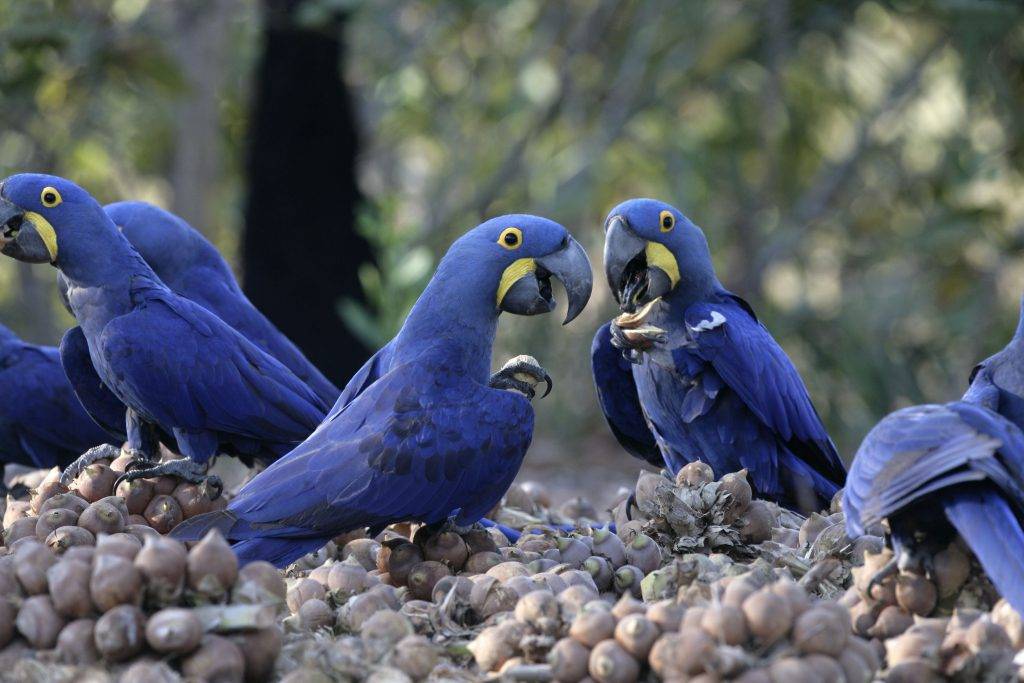 Гиацинтовый ара: виды, содержание, питание, угроза
