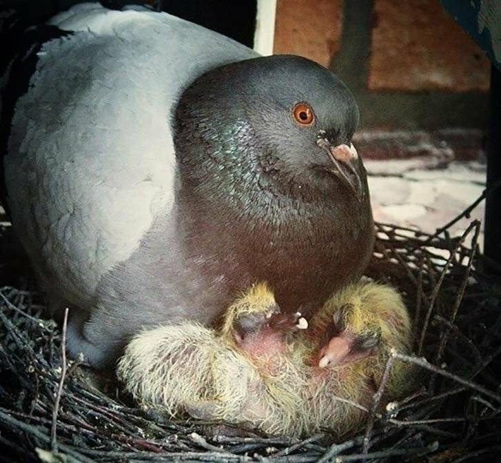 Все о птенцах голубя: описание новорожденных детенышей, как выкормить дома