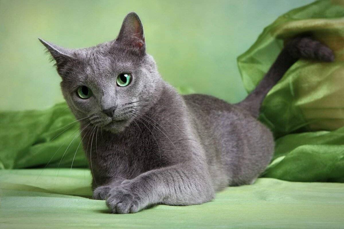 Русская голубая кошка: описание породы, характер, отзывы (с фото и видео)