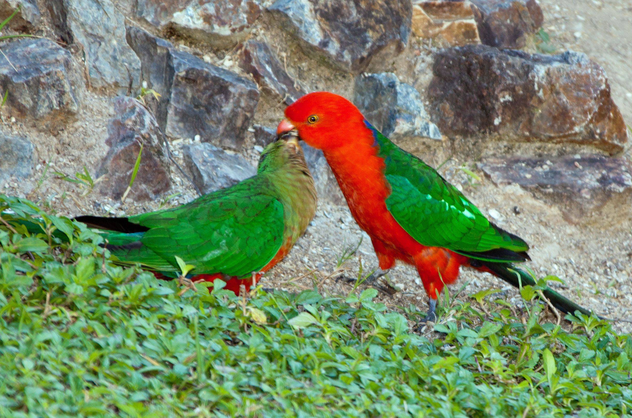 Средние попугаи: виды и породы, фото