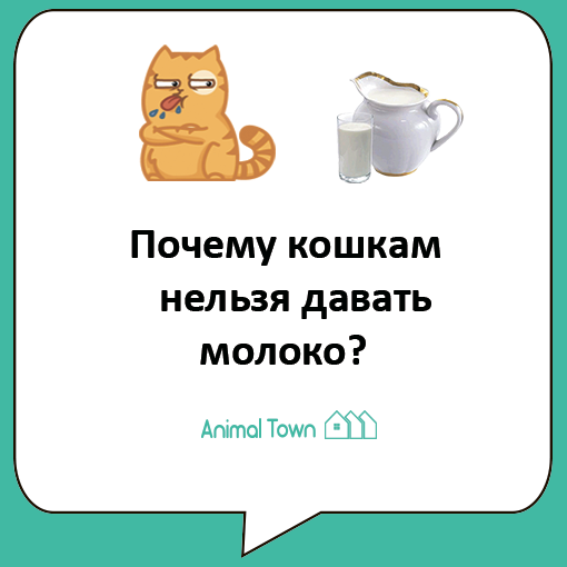 ᐉ чем кормить кошку, кормящую котят? - ➡ motildazoo.ru