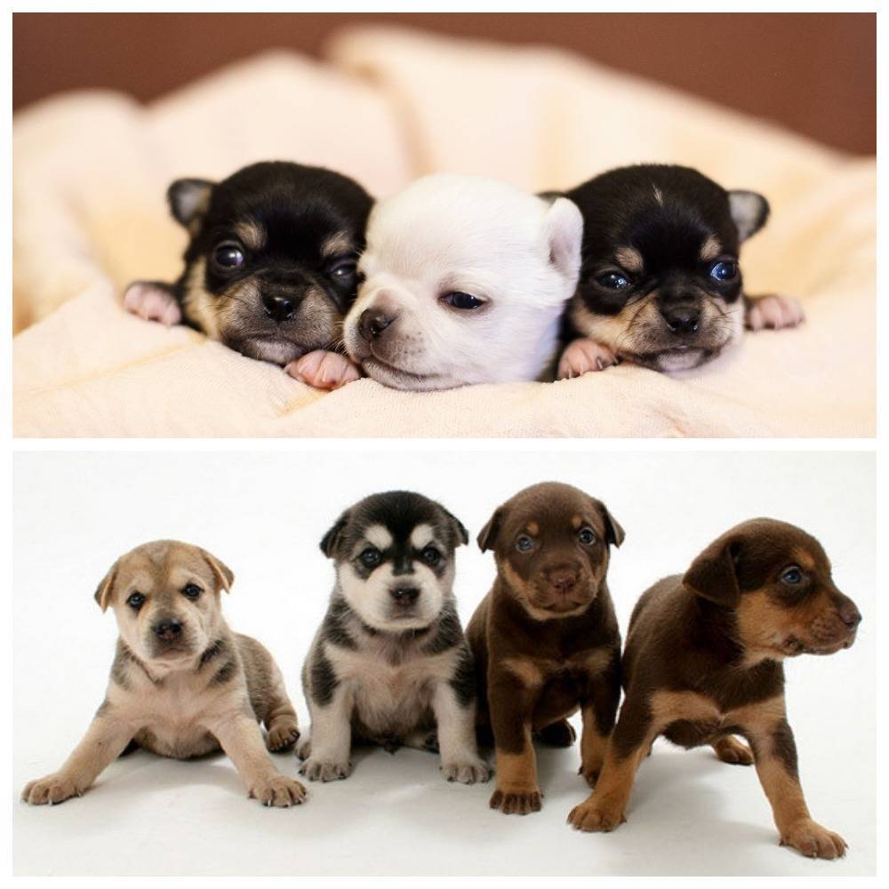 Как правильно выбрать щенка, породистого или беспородного: как определиться с породой и классом, какие документы и прививки должны быть у щенка