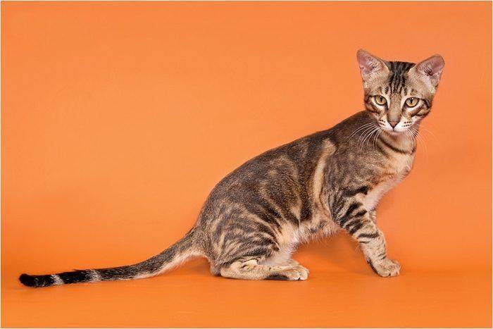 Кошка сококе, или соукок: описание породы с фото, темперамент животного, особенности содержания