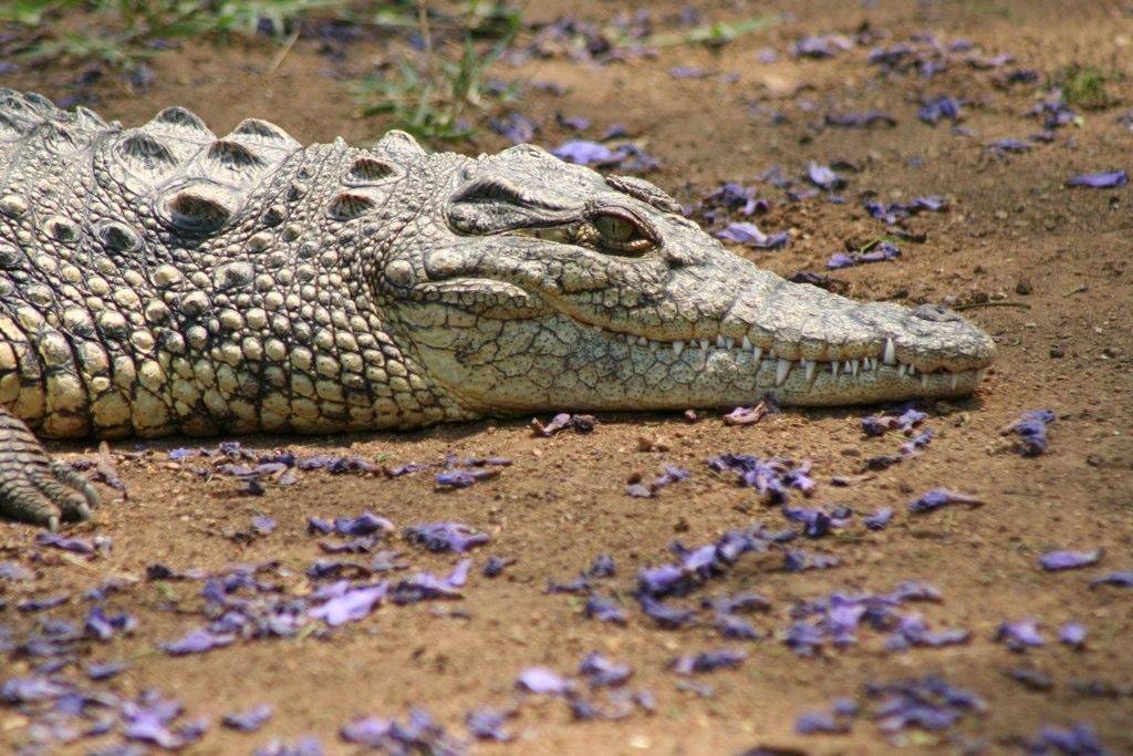 Нильский крокодил crocodylus niloticus laurenti, 1768 . крокодил: биология, экология, размножение, поведение, питание, враги