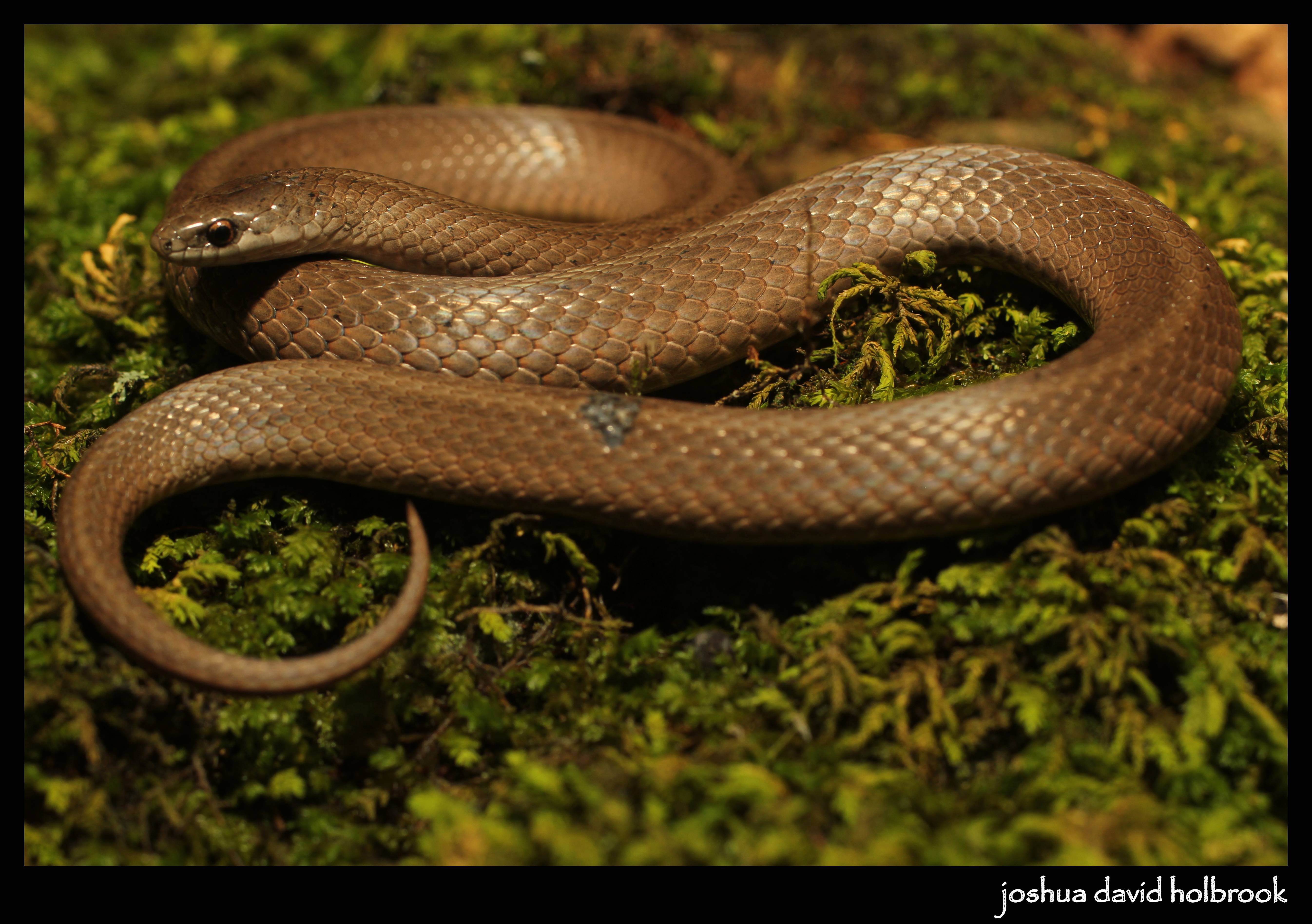 Тайпан змея. образ жизни и среда обитания змеи тайпан | животный мир