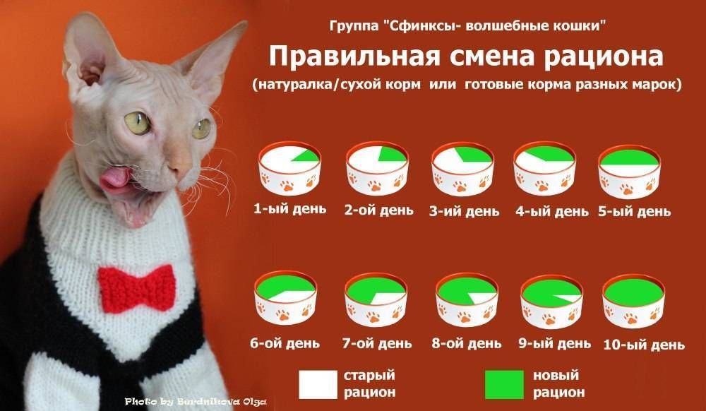 Сколько раз в день нужно кормить кошку?