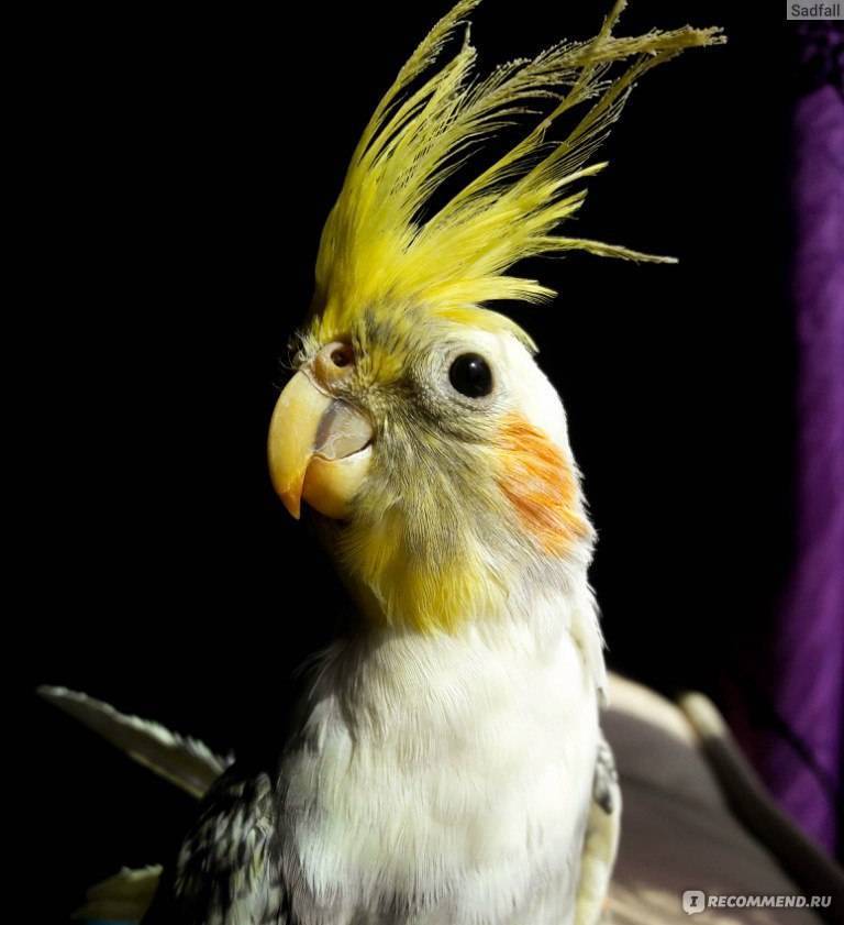 Попугай корелла с хохолком на голове и красными щечками: описание, уход и содержание