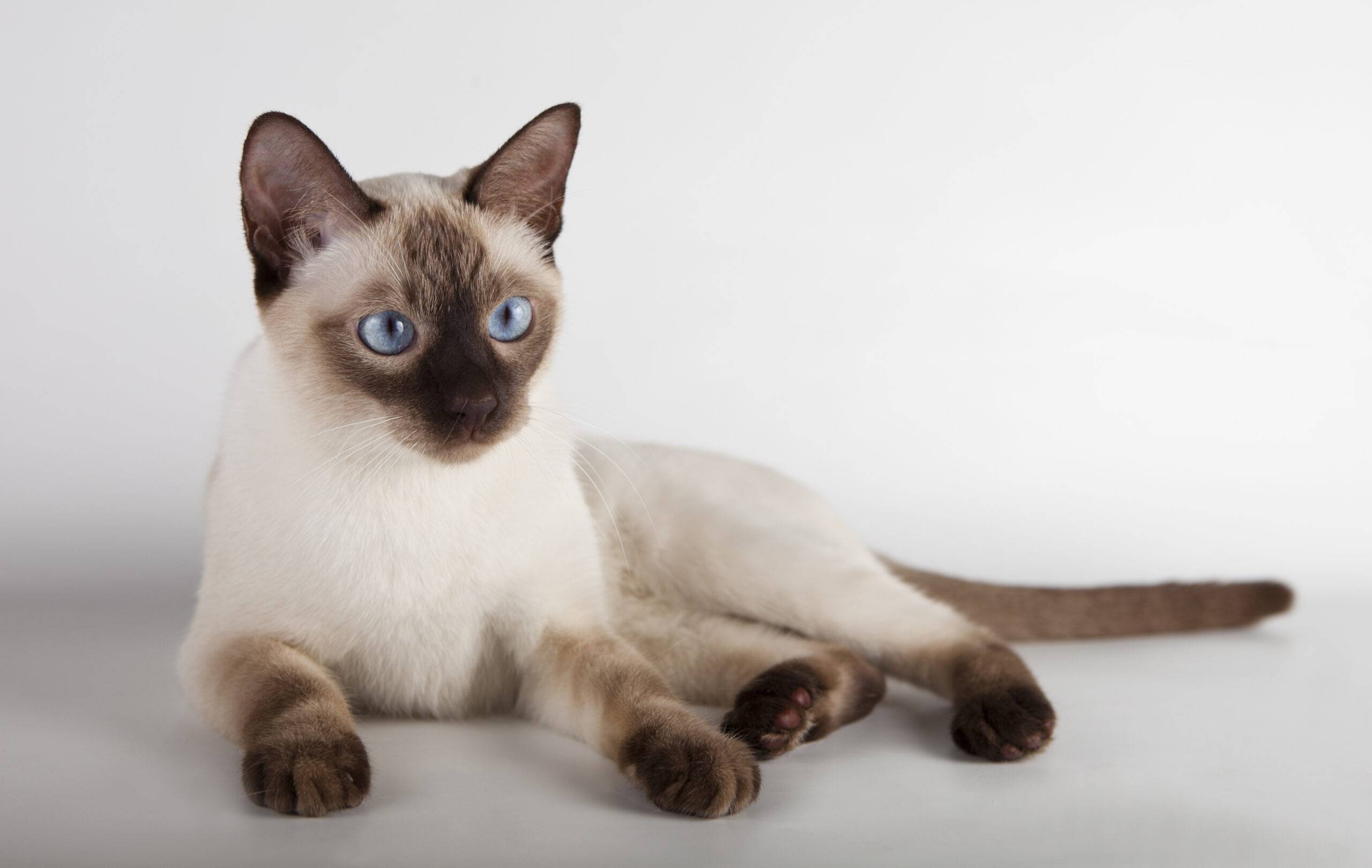 Сиамская кошка: история породы, характеристики, здоровье, покупка