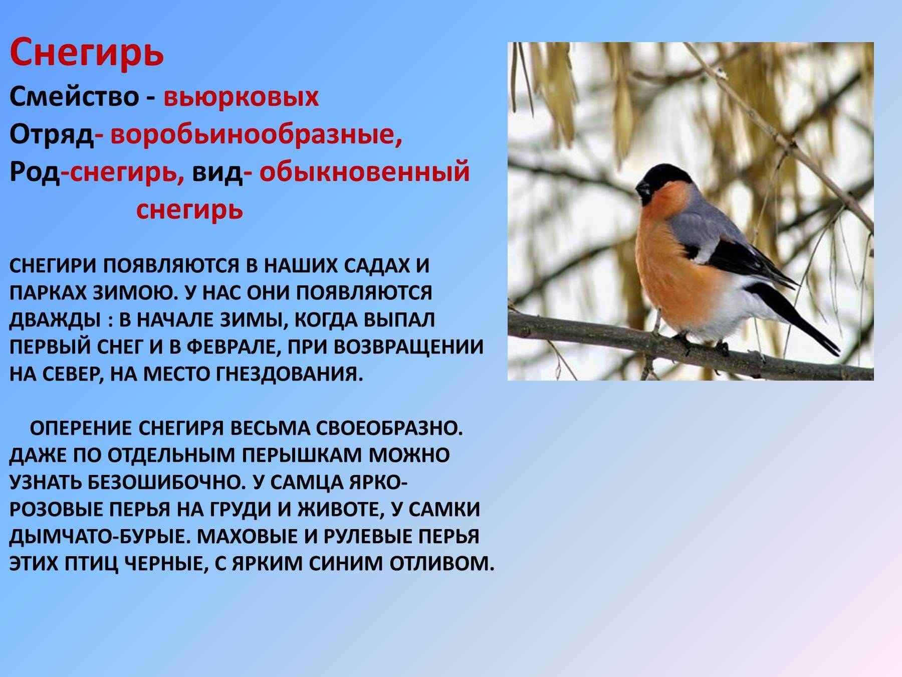Щегол ? краткое описание певчей птицы с фото, особенности и отличия самцов