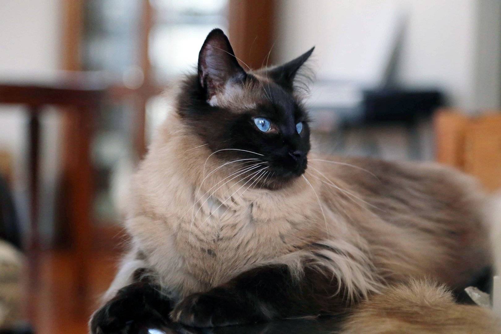 ᐉ балинезийская кошка - описание пород котов - ➡ motildazoo.ru