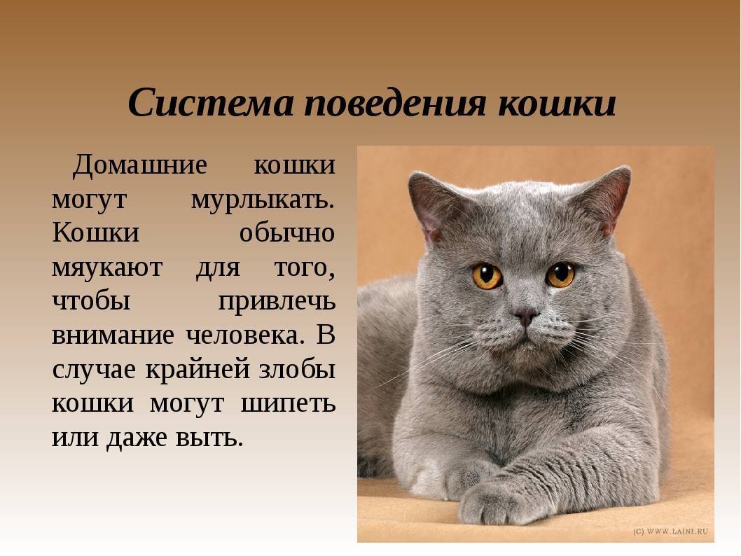Кошки в доме: полезная информация для хозяев
