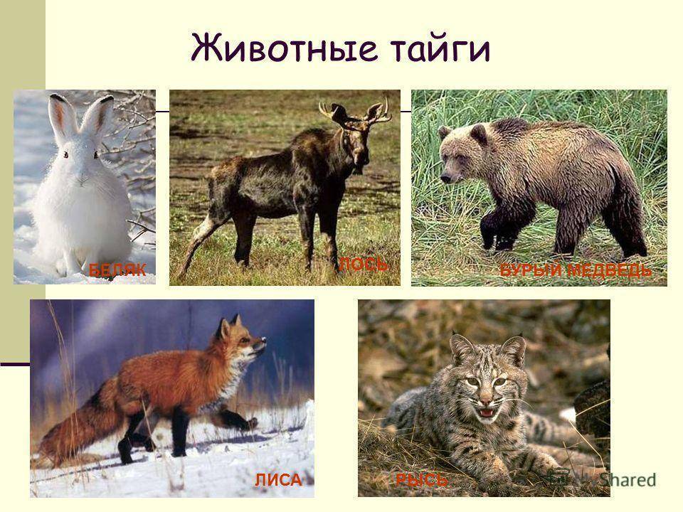 Животные свердловской области - названия видов, описание и фото — природа мира