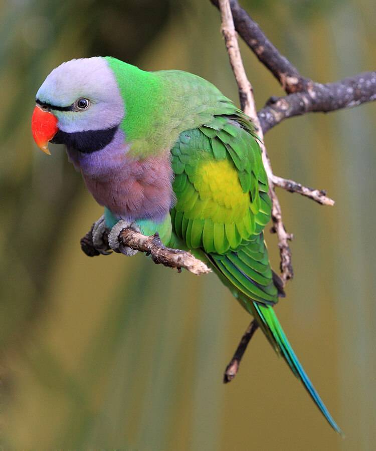 Попугай какаду: всё об уходе и содержании в домашних условиях