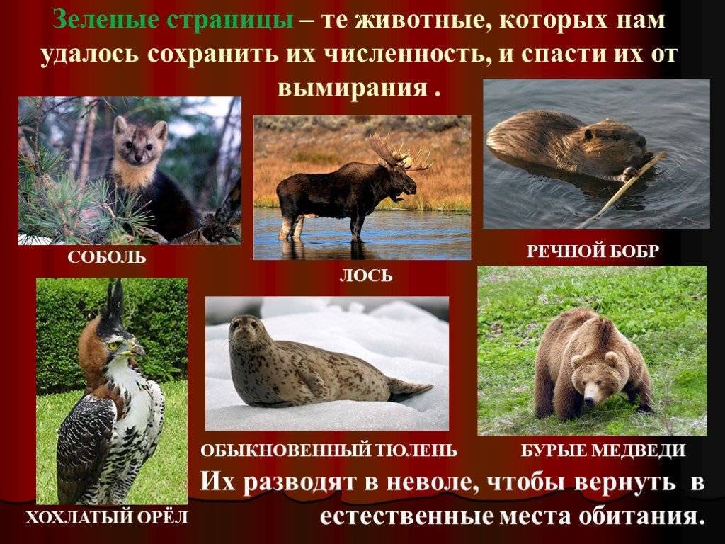 Животные, занесенные в красную книгу краснодарского края: названия, описание и фото — природа мира