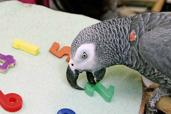 Самые умные попугаи в мире: топ пород с высокими умственными способностями