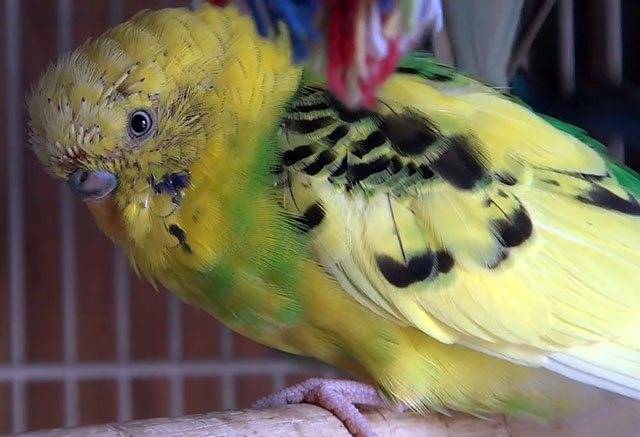Почему волнистый попугай часто линяет, симптомы линьки