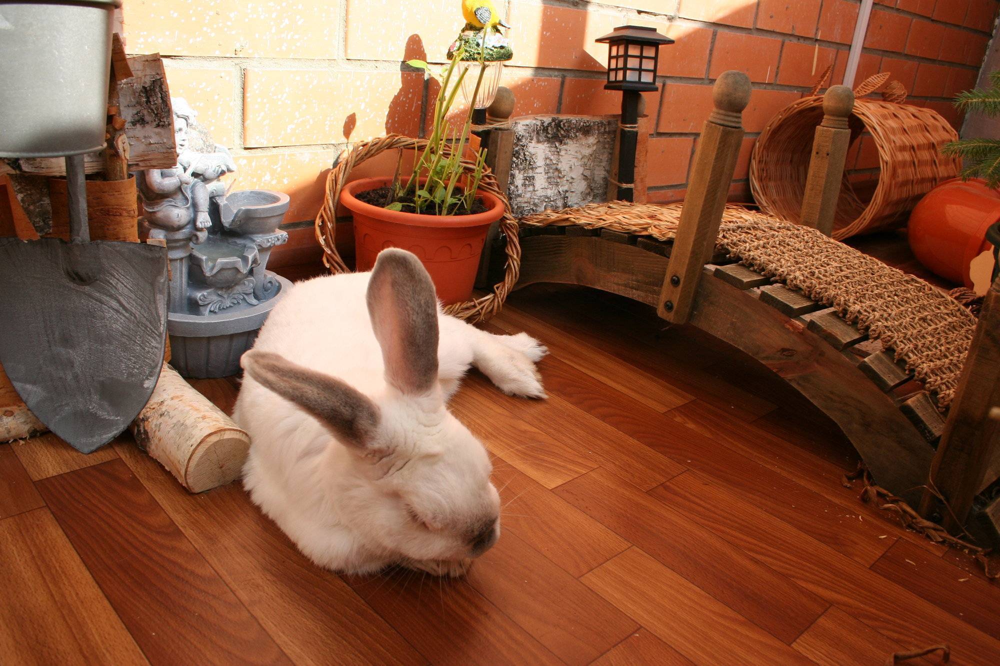 Декоративный кролик в домашних условиях: отзывы владельцев о том, стоит ли заводить и как выбрать