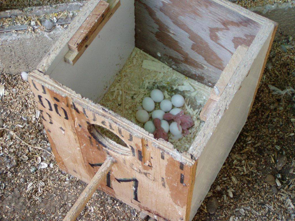 Гнездо-домик для волнистых попугаев: как сделать своими руками?