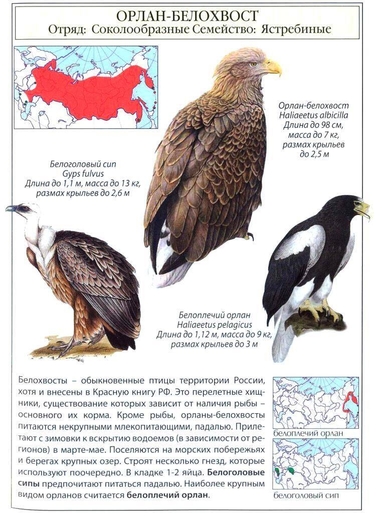 Орлан-белохвост: биология, описание и распространение