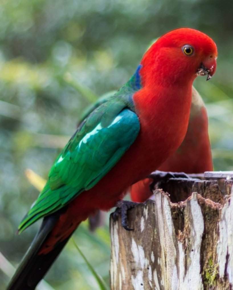 Виды попугаев, названия, фото птиц и краткая информация для любителей и пернатых