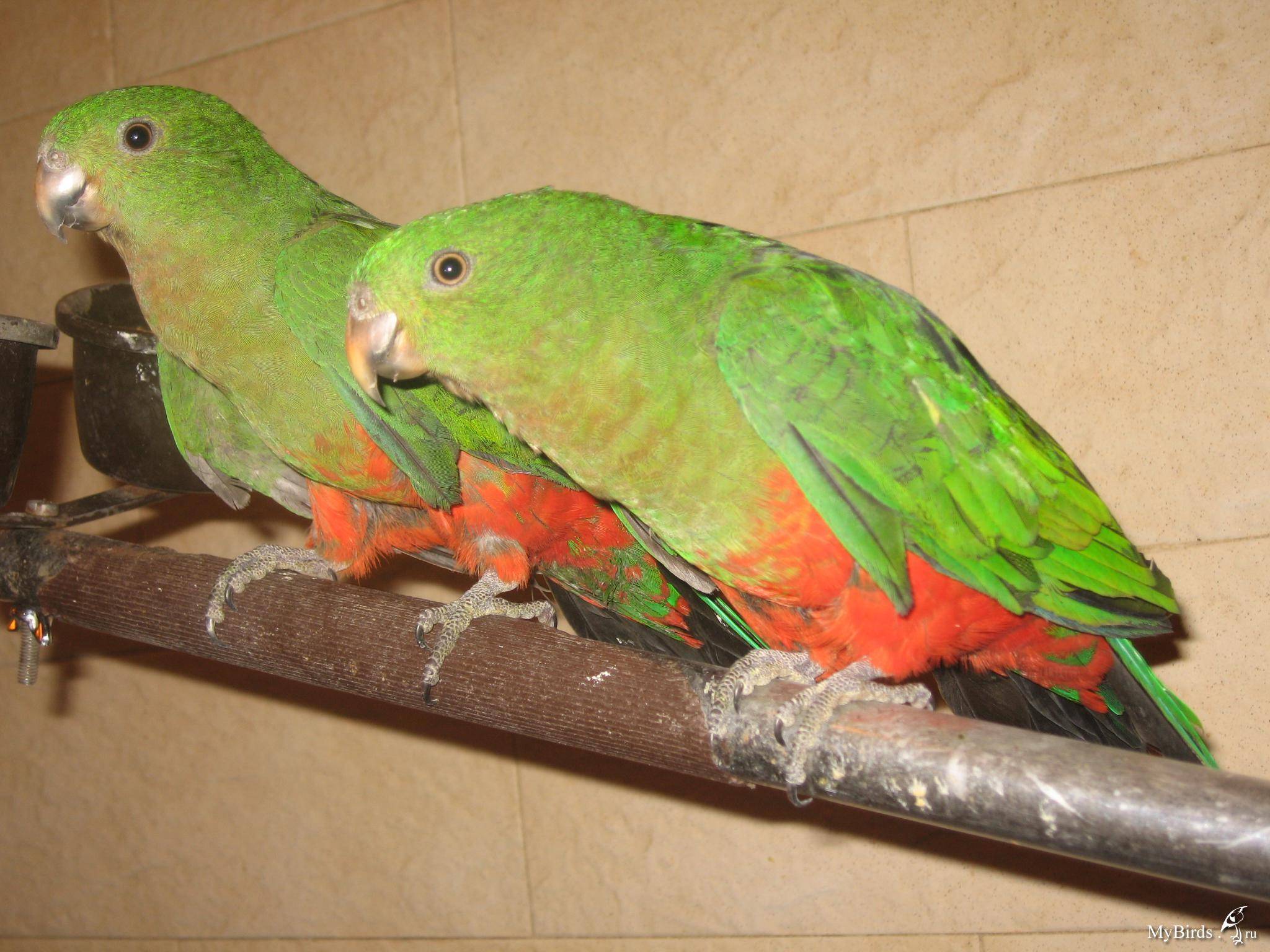 Королевские попугаи – фото, описание, ареал, рацион, враги, популяция | golubevod.net