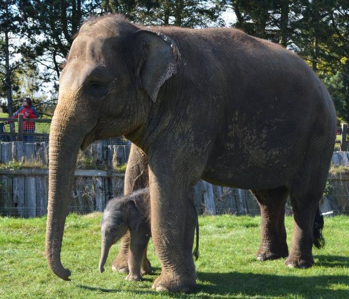 Сколько ходит беременный слон и как происходит вынашивание слоненка
