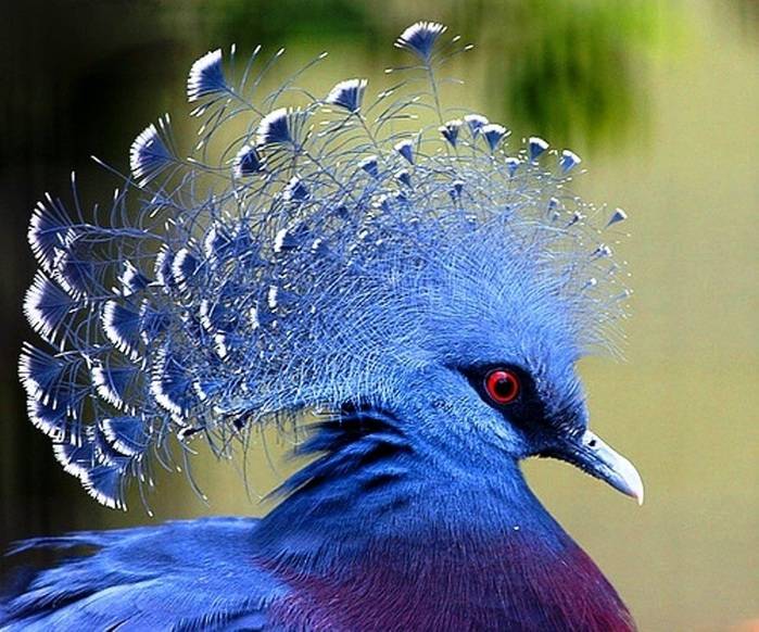 25 ярких фотографии птиц со всего мира, глядя на которые остаётся только восхищаться талантами матери-природы
