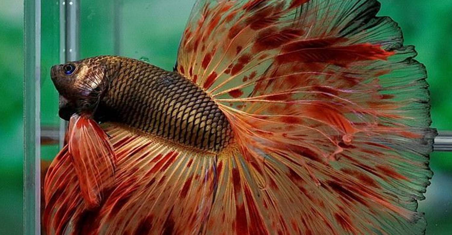 Сколько живут золотые рыбки в аквариуме и как продлить их жизнь