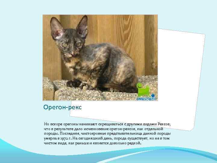 Орегон рекс: порода кошки, описание особенностей, характер, фото