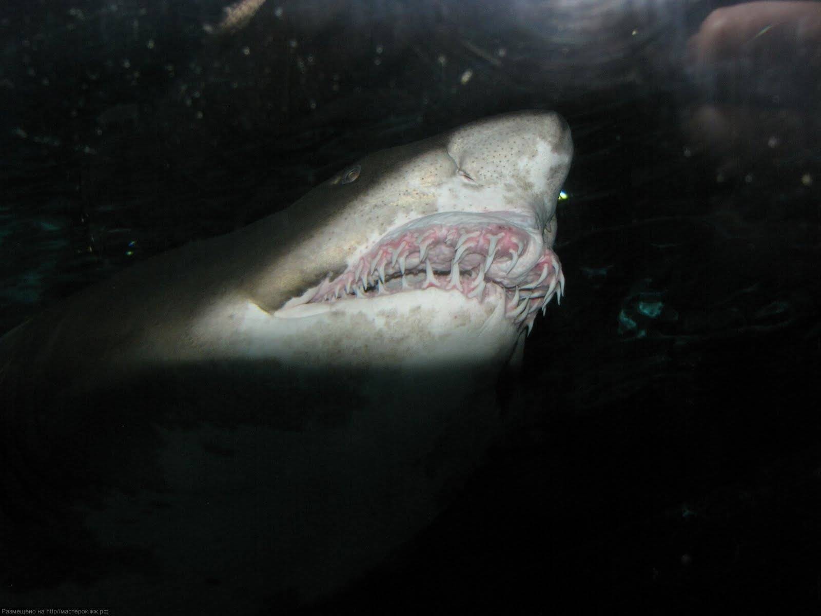 Что за чудище - акула-домовой? 5 самых любопытных фактов о ней :: syl.ru