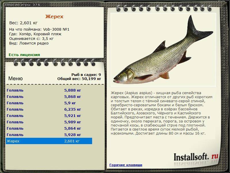 Рыба жерех: фото с подробным описанием жизни, внешнего вида и способов ловли