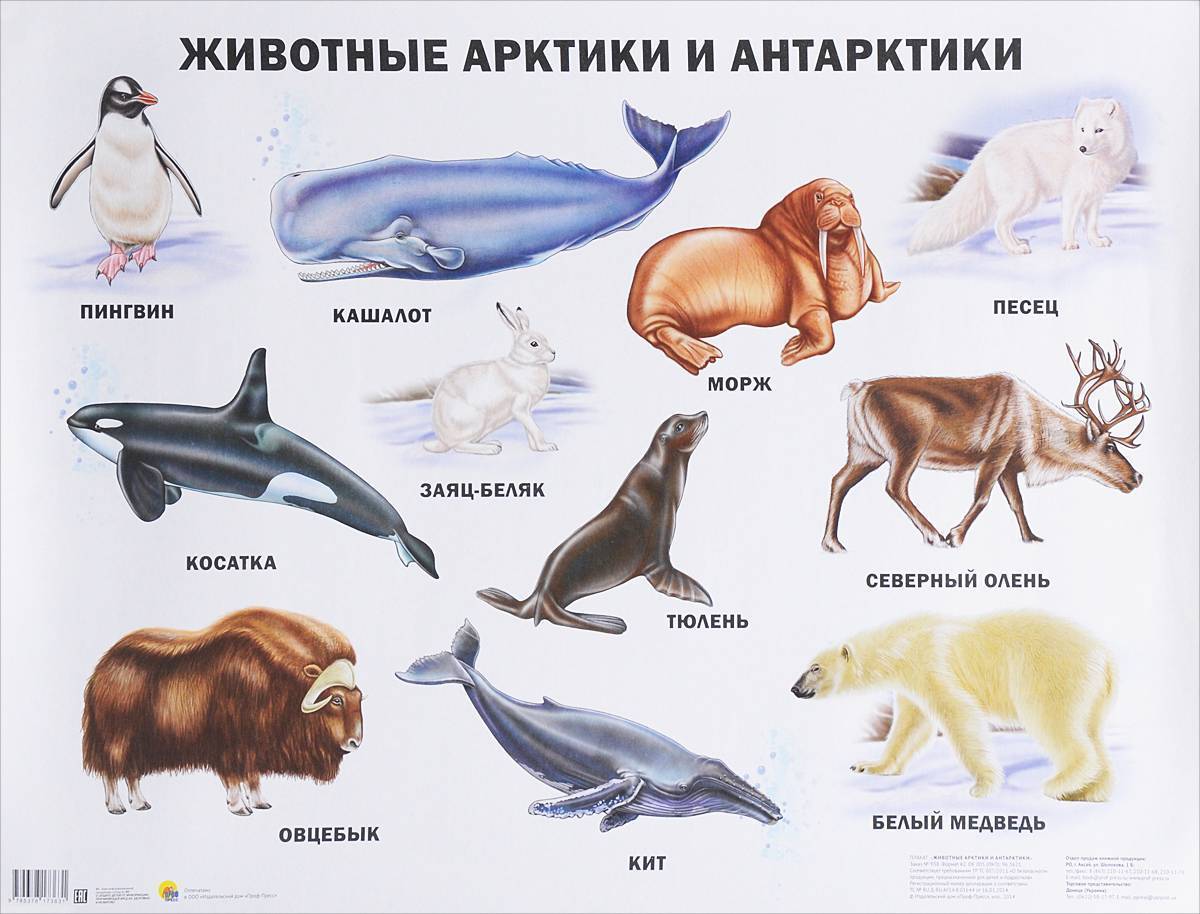 Арктика животные: какие животные живут в арктике