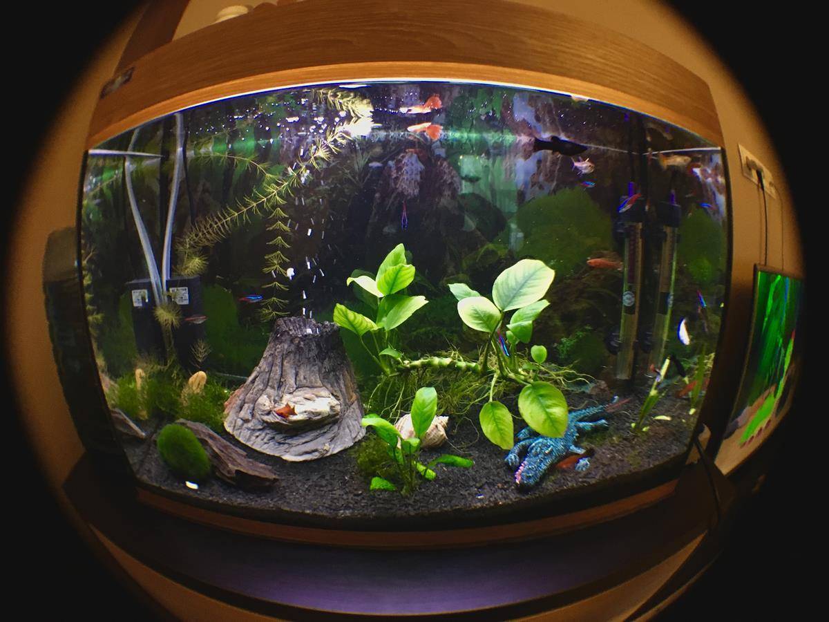 Как запустить аквариум правильно: 10 шагов и рекомендации специалистов