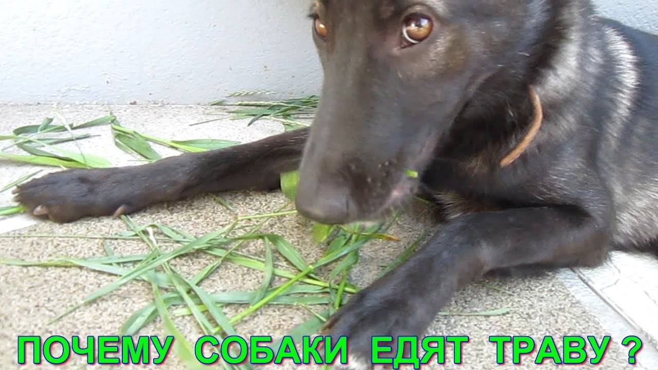 Зачем собака есть траву. Собака ест траву. Собака ест зелень. Собака ест траву Мем.
