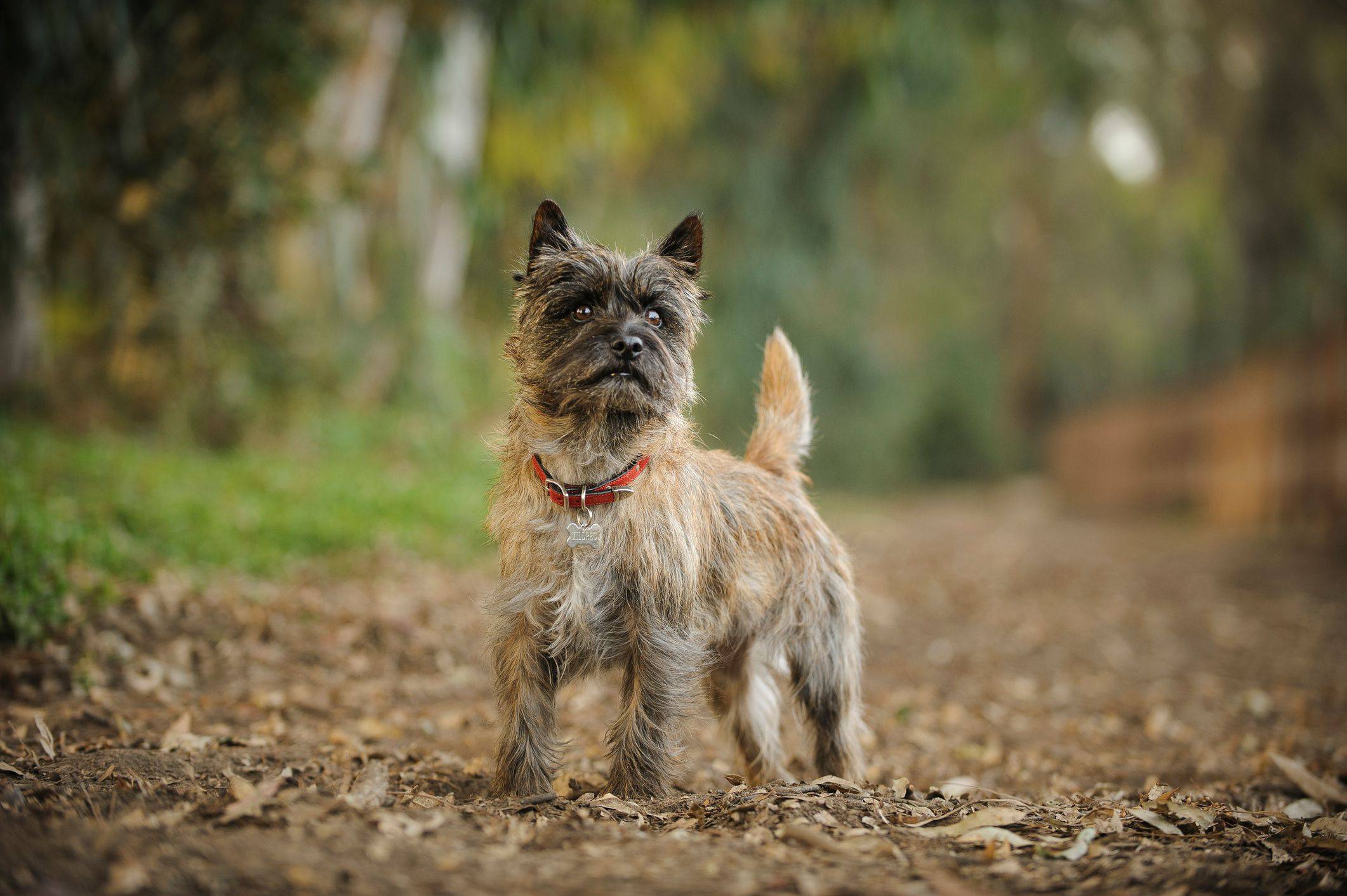 Порода собак керн-терьер: описание и характер, дрессировка и воспитание, отзывы владельцев