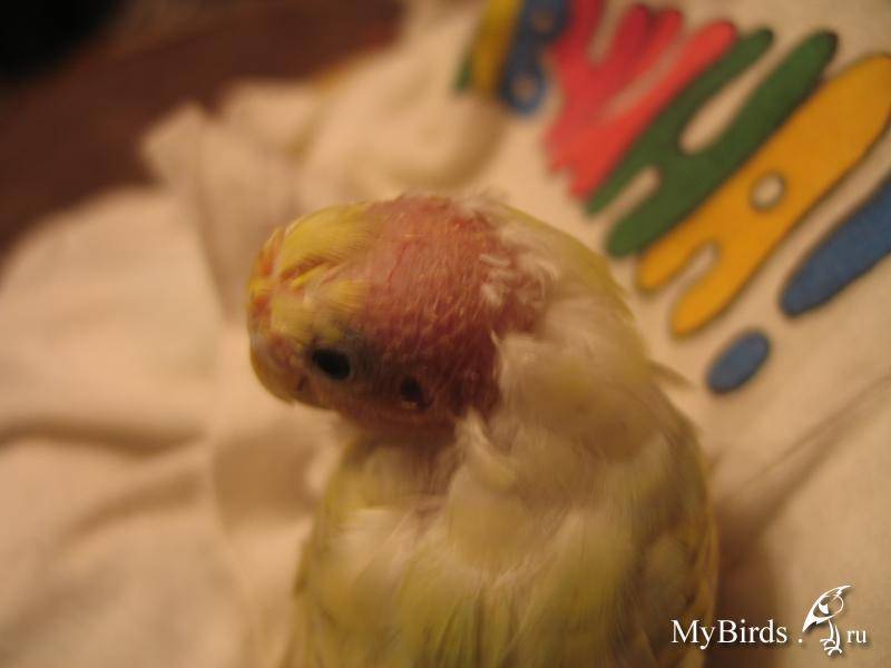 Почему волнистый попугай чихает и что с этим делать?