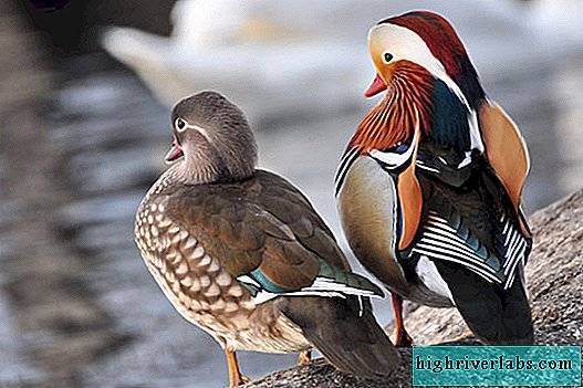Особенности утки мандаринки – красивой и редкой птицы