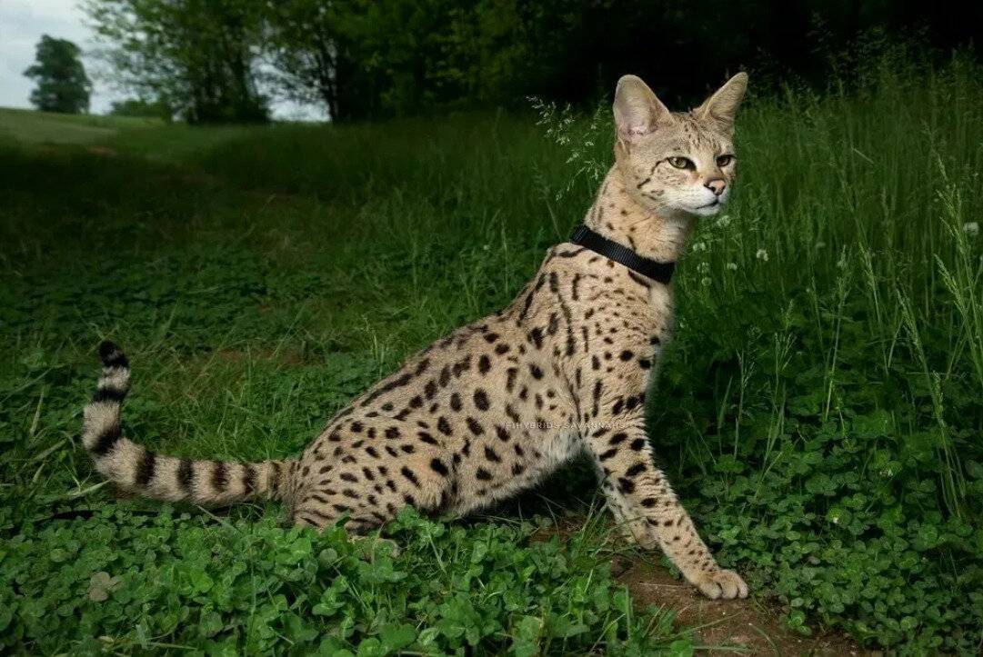 Кошка ашера: описание породы, характер, уход