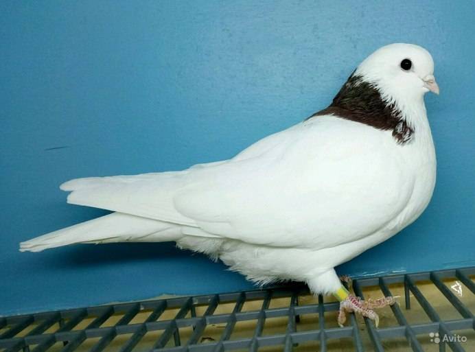 Высоколётные породы голубей: индопакистанские голуби - наши лапки