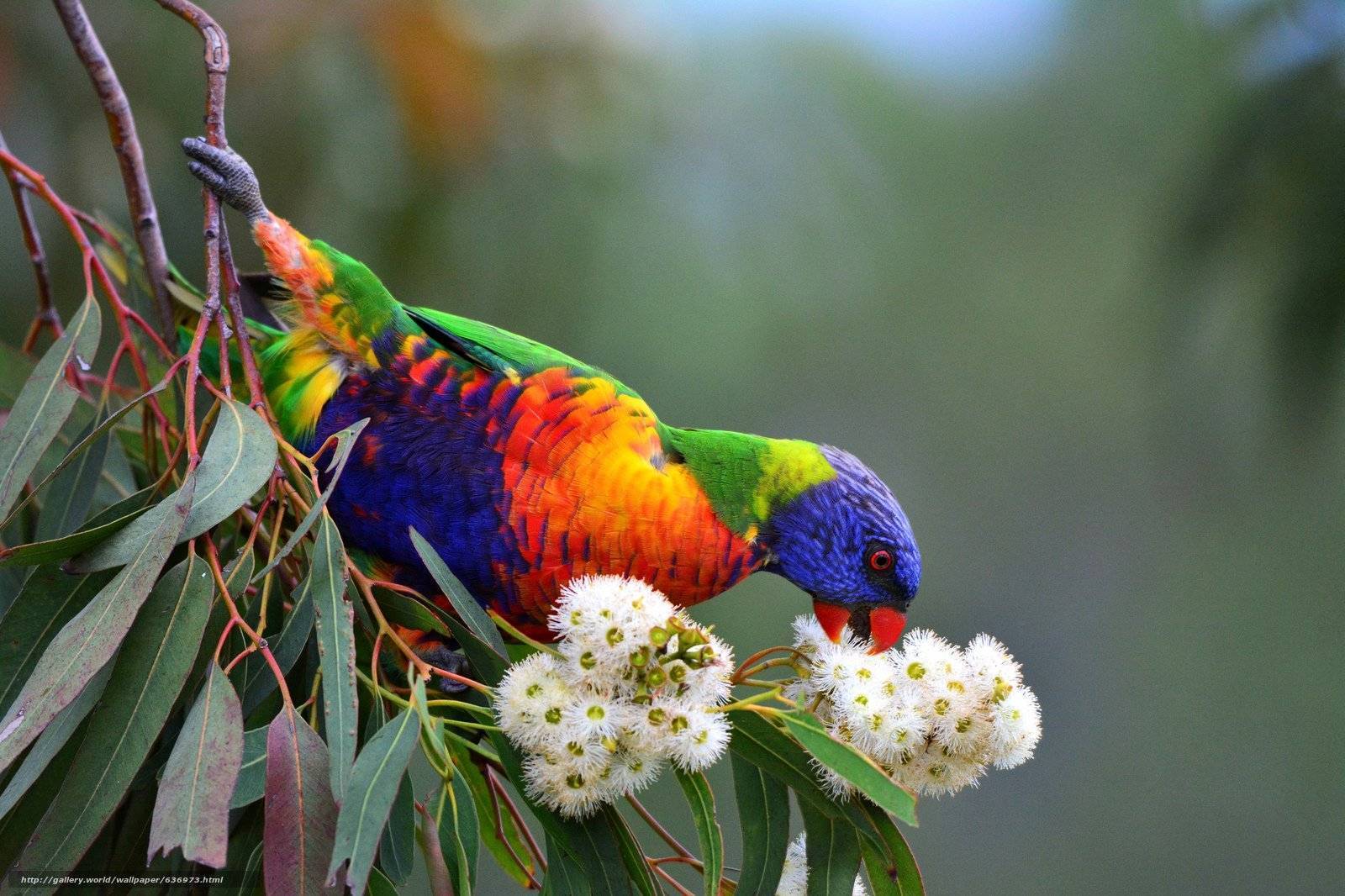 Лори попугай. образ жизни и среда обитания попугая лори