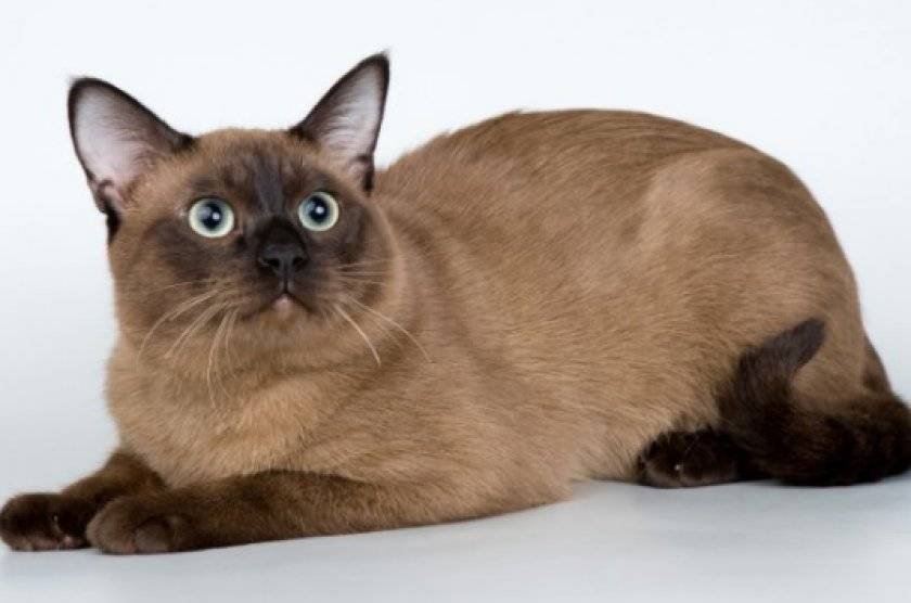 Тонкинская порода кошек - окрасы, описание с фото и видео
